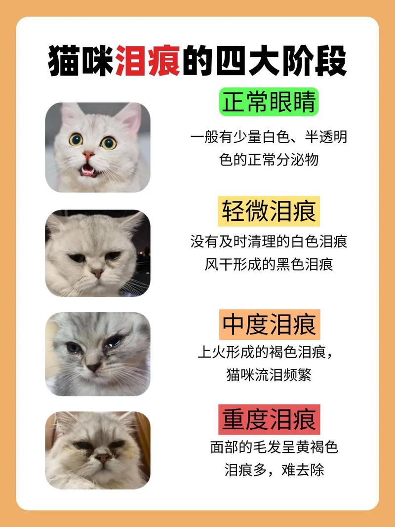 猫咪泪痕重怎么办