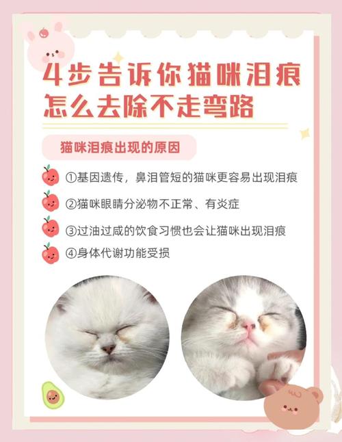 养猫人看过来,“英短猫”泪痕严重怎么办?