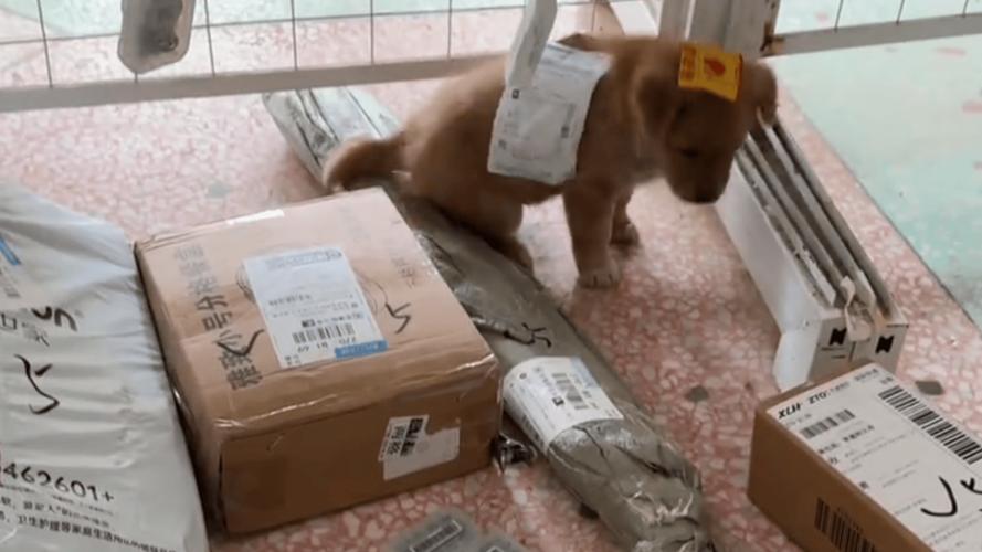 顺丰快递可以邮猫咪吗