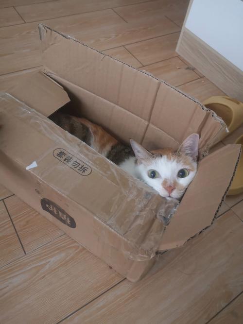 猫可以快递吗?