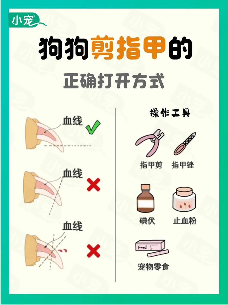 养宠小知识|如何用正确的方式给狗狗剪指甲?