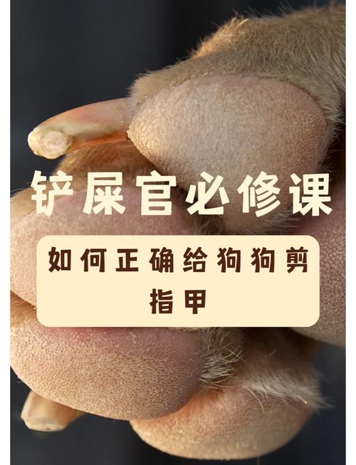 狗狗修剪指甲的技巧,你Get了吗?