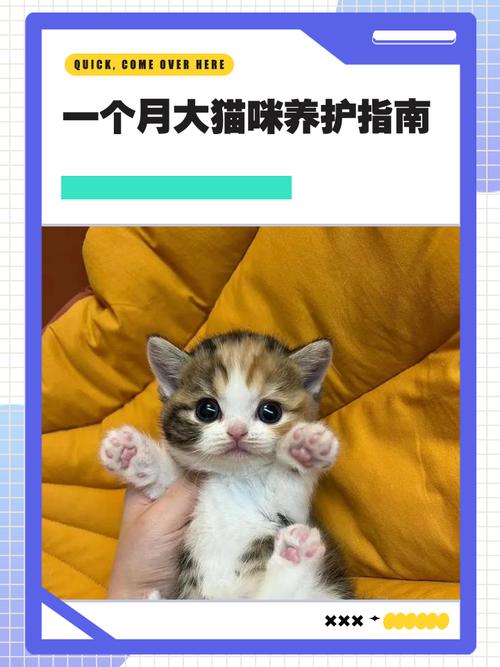 一个月大的猫咪怎么养
