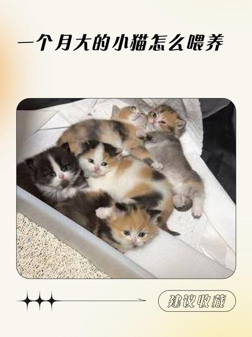 一个月的土猫怎么养