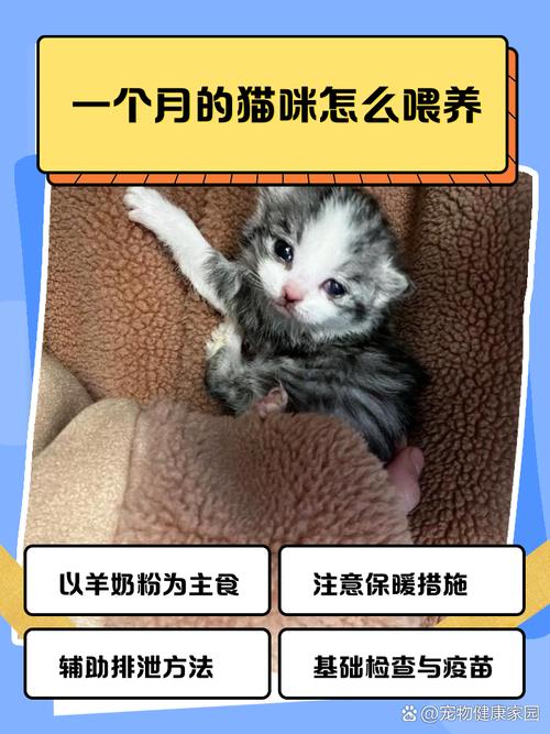 抱来一只一个月左右大的猫咪,不知道如何去养它,有没有经验丰厚的盆友...