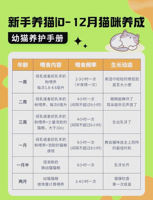 一个月的小猫怎么养