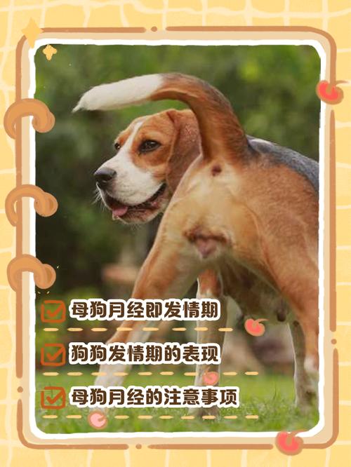 狗狗几岁绝经