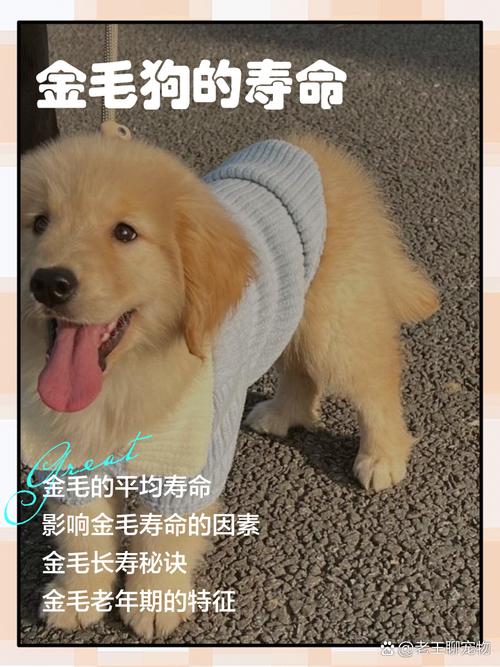 狗狗绝经的年龄是多少呢?