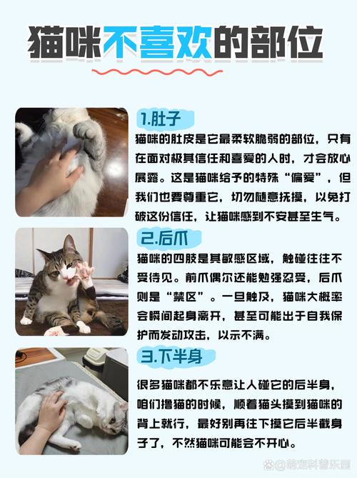 猫咪表示好感的办法以及猫咪日常行为