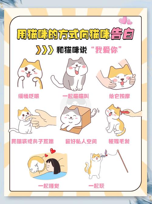 小猫咪喜欢你的行为有哪些呢?