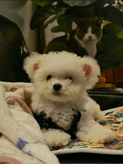 小鹿犬过度兴奋是什么原因造成的?