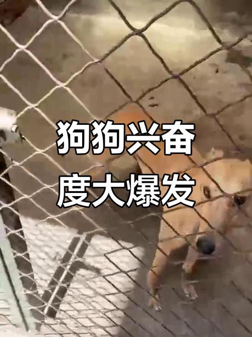 狗狗为什么总是过度兴奋