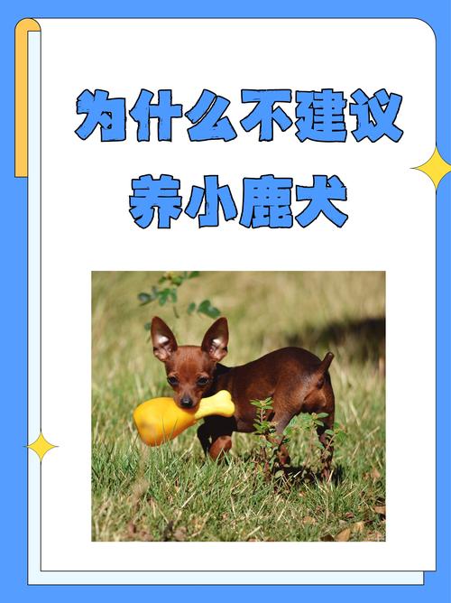 狗狗兴奋度太高怎么办