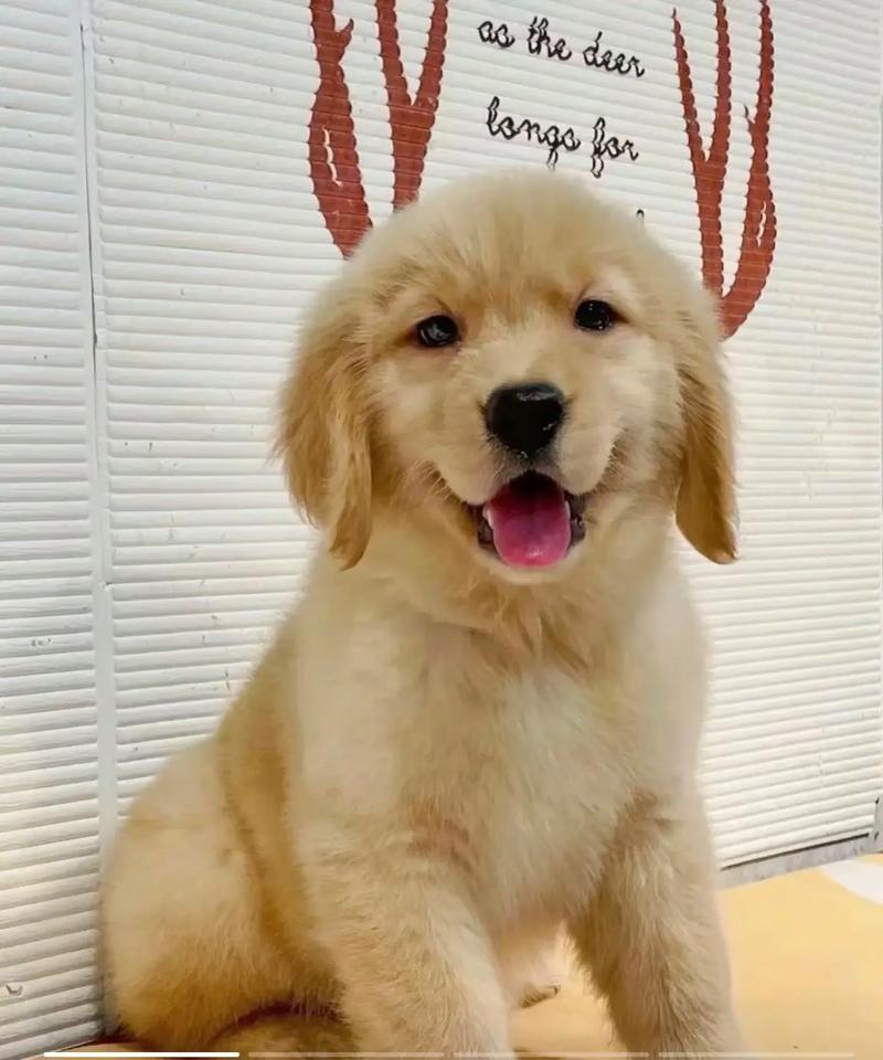 狗能不能吃豆