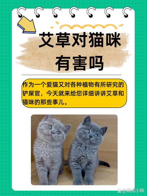 猫咪闻艾草会不会死