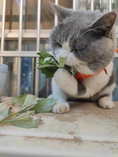 艾草对猫咪有没有害处