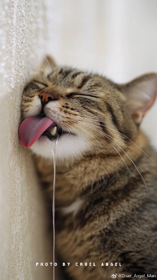 自家的奶牛猫最近下巴肿大、溃烂,嘴里流出的水很臭,口腔还有点肿,是...
