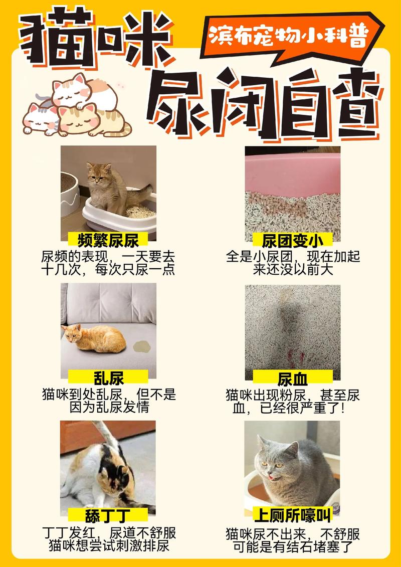 猫不吃不喝不拉不尿能活多久