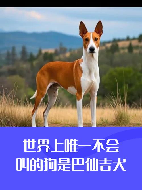 狗狗不会叫或者很少叫