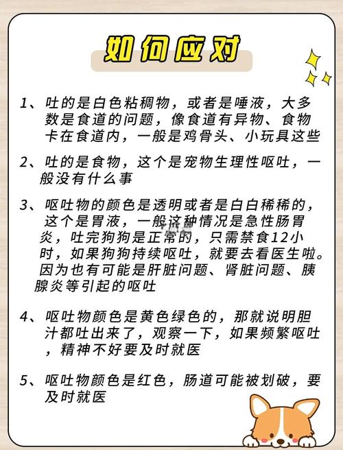 狗狗呕吐,怎么办