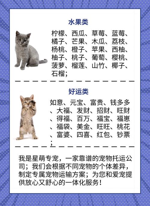 猫取名招财又吉利的名字