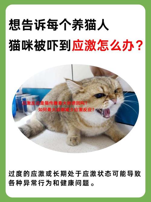 猫咪太胆小了怎么办