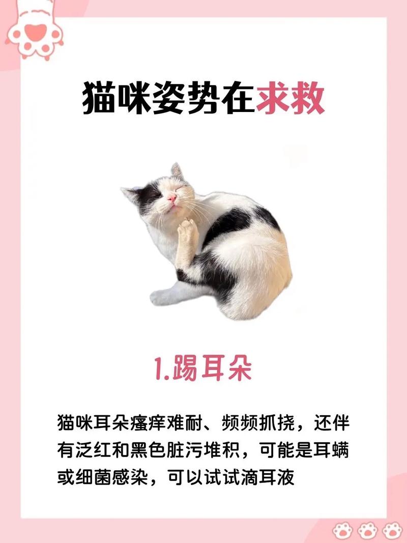 猫咪特别胆小养了一年了还是躲怎么办
