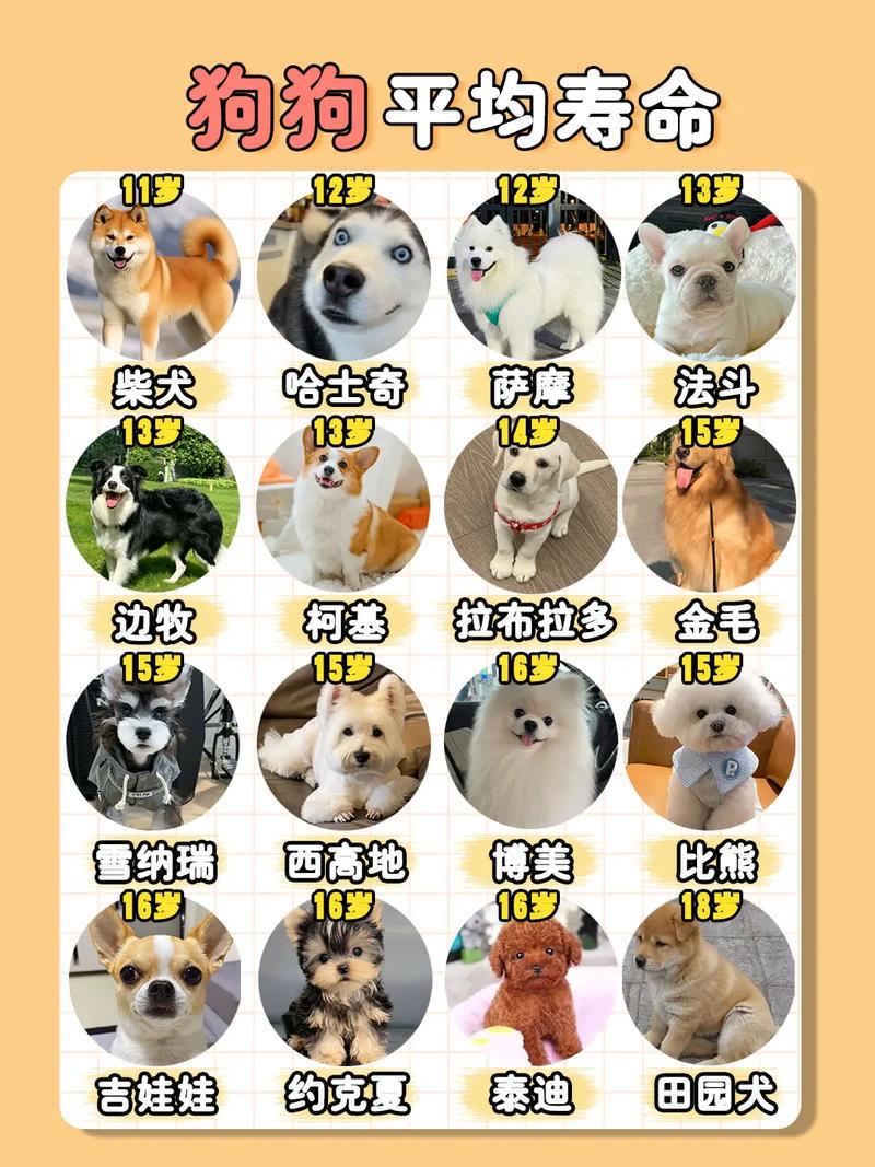 狗狗一岁是指几个月