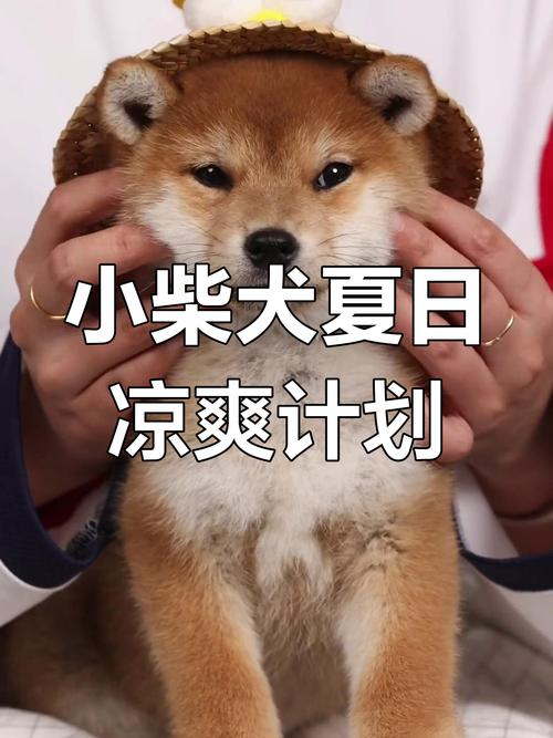 狗能吹电风扇吗夏天