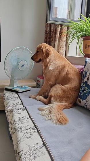 狗狗夏天需要吹风扇吗