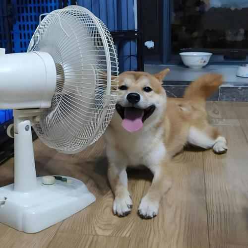 夏天可以让狗狗吹风扇到天亮吗?