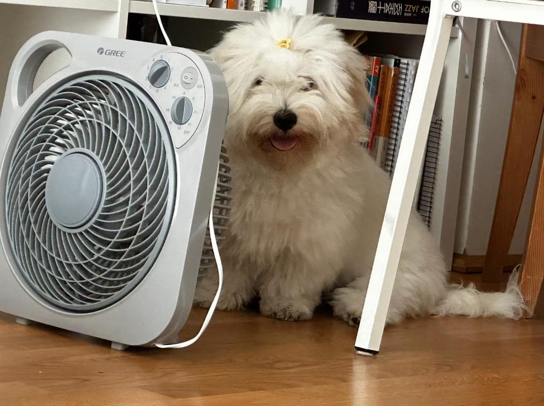 狗狗能吹电风扇睡觉吗