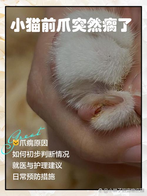 猫咪无缘无故腿瘸了怎么回事