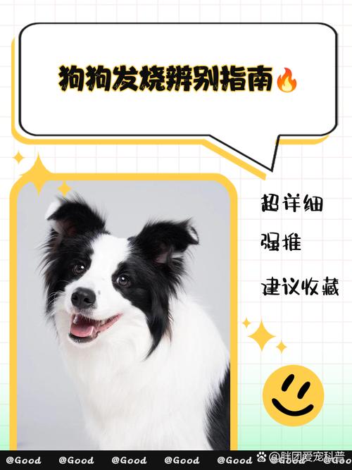 狗狗发烧如何测量体温?