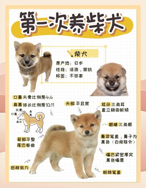 狗狗多大可以出去溜