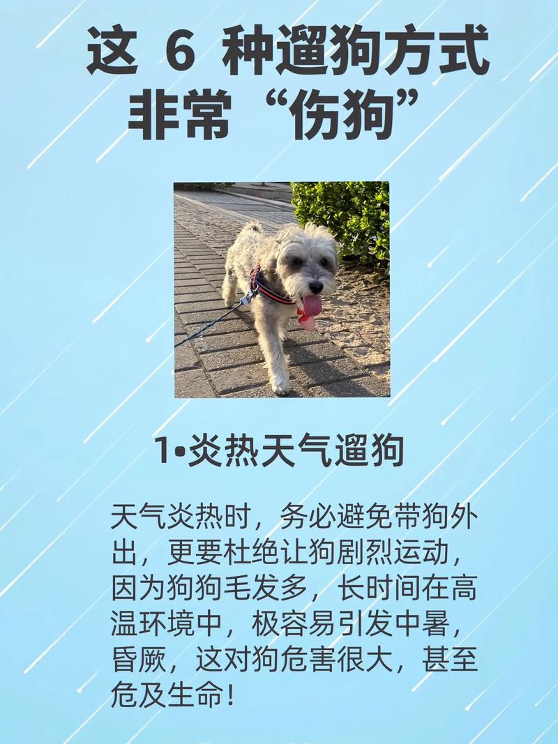 狗狗多大可以出去遛?