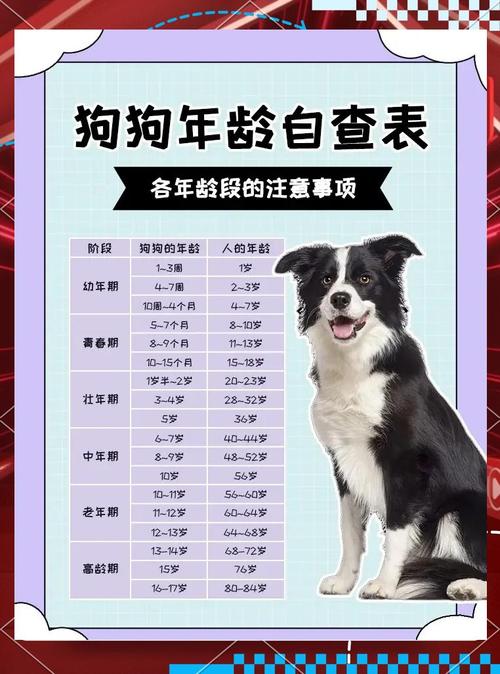 狗的年龄是怎么算的啊?我家的狗养了快十年了,那是几岁啊?