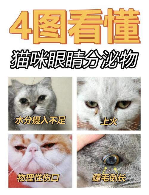 为什么猫咪会有很多眼屎