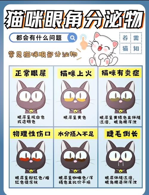 猫咪每天眼屎多是怎么回事?