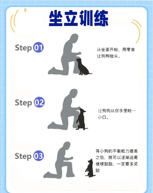 新手养狗的8个训练技巧